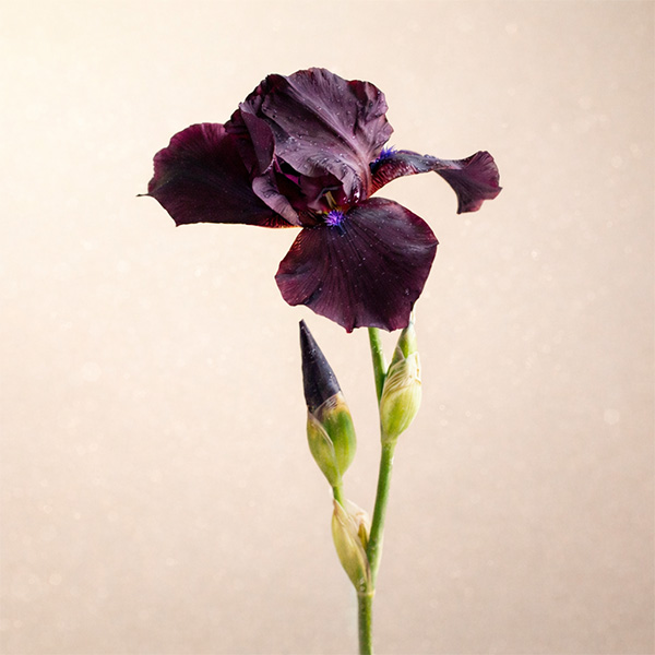 Iris Floral